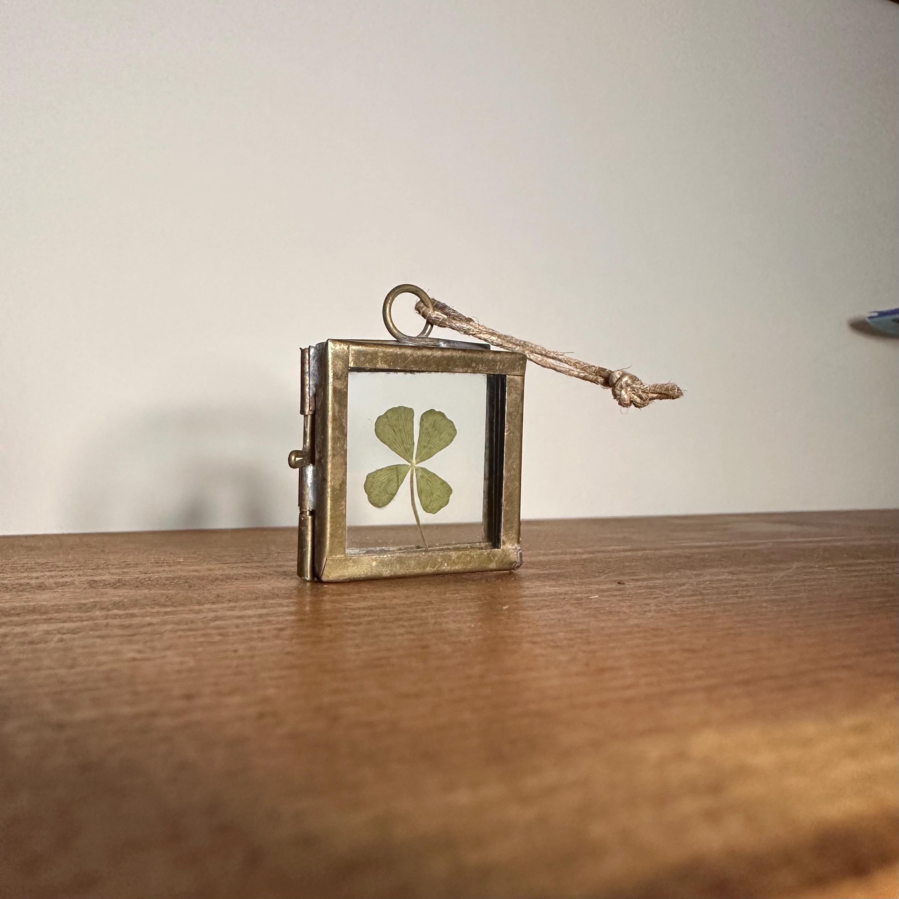 Real 4-Leaf Clover in Brass Frame 3.5cm | Lucky Charm | Dried Plant Keepsake | Pressed Clover Jewelry Display, Botanical Gift