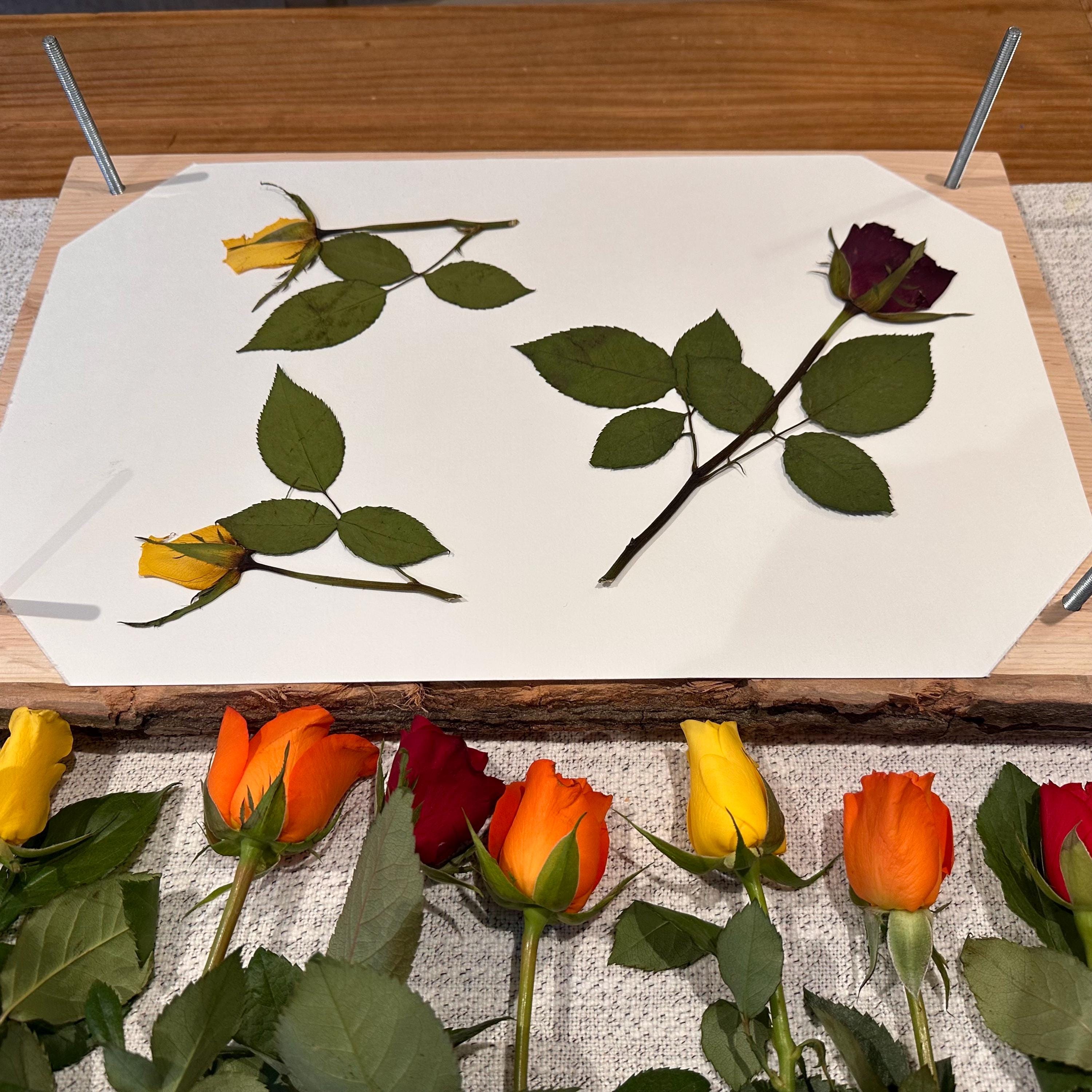 Solid Oak A3 Flower Press – Large Handmade Wooden Botanical Press for Preserving Flowers