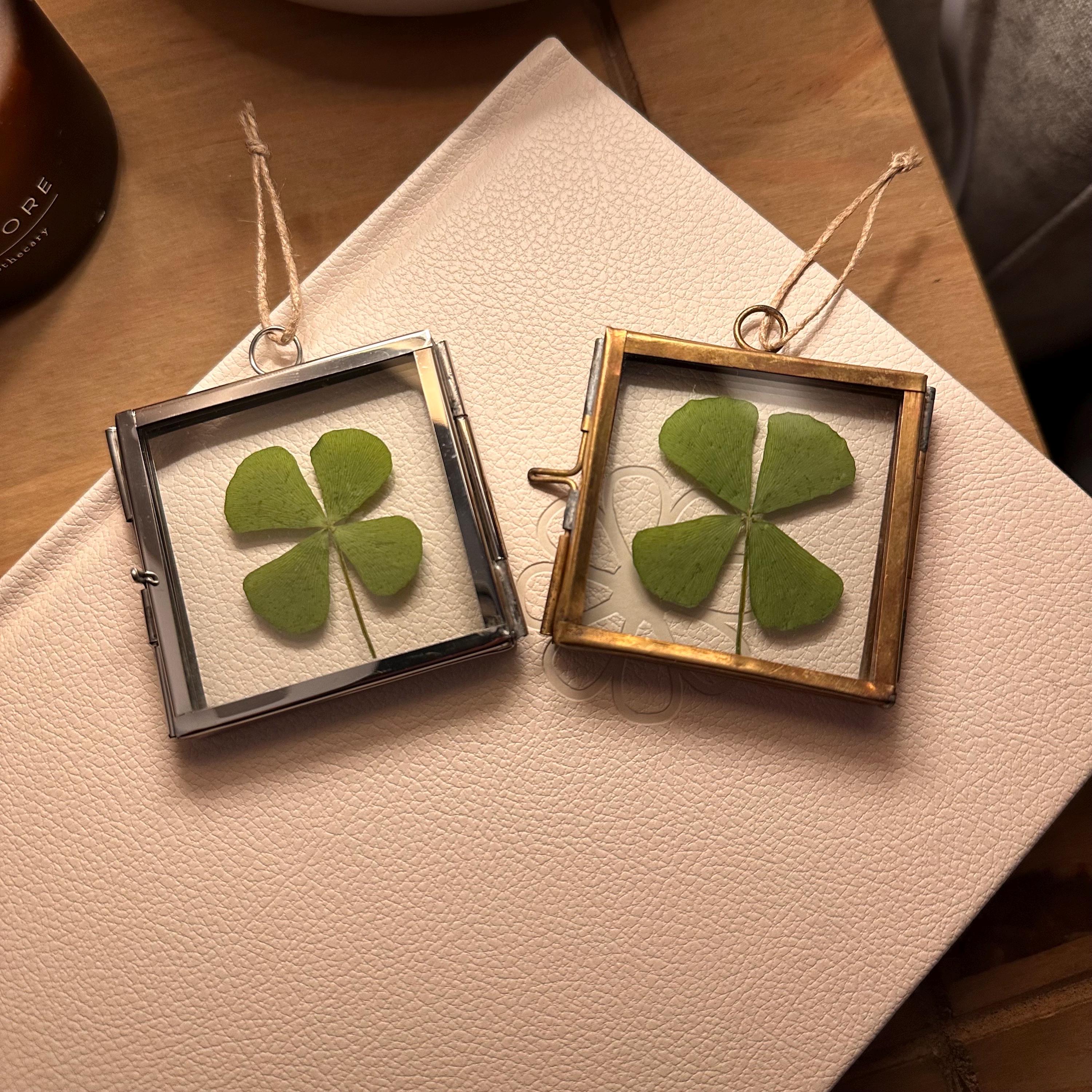 Framed Real Four Leaf Clover | Good Luck Charm, Botanical Gift