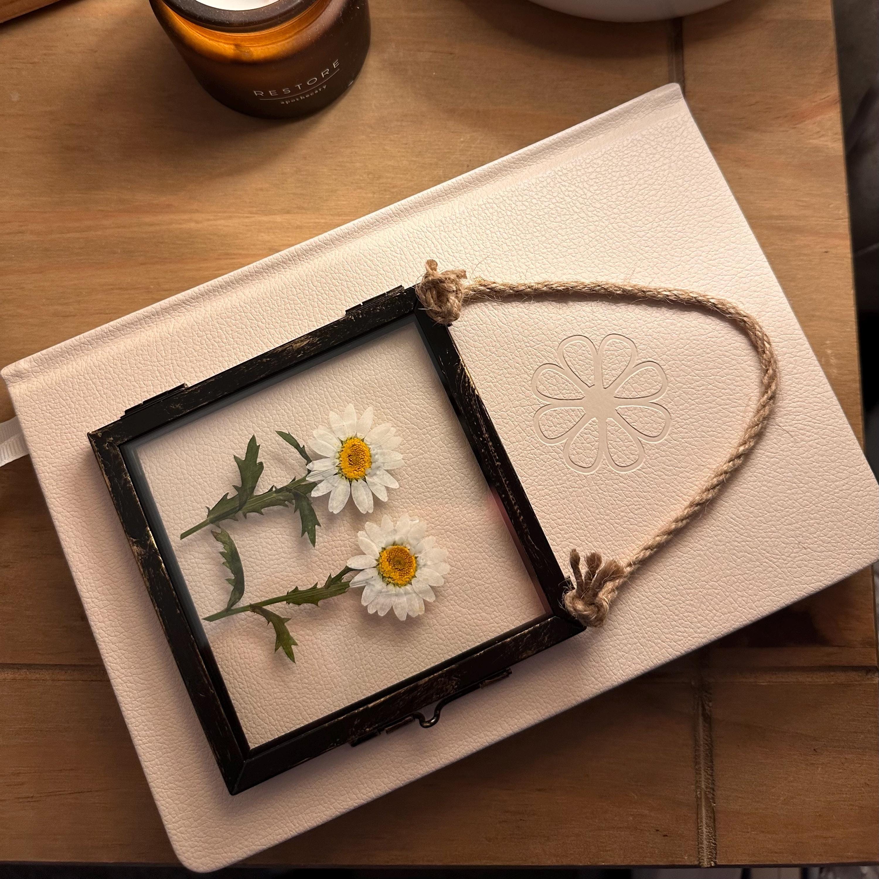 Real Pressed Daisies Framed, Dried Flower Botanical Art in Rustic Black Frame (4” x 4”)
