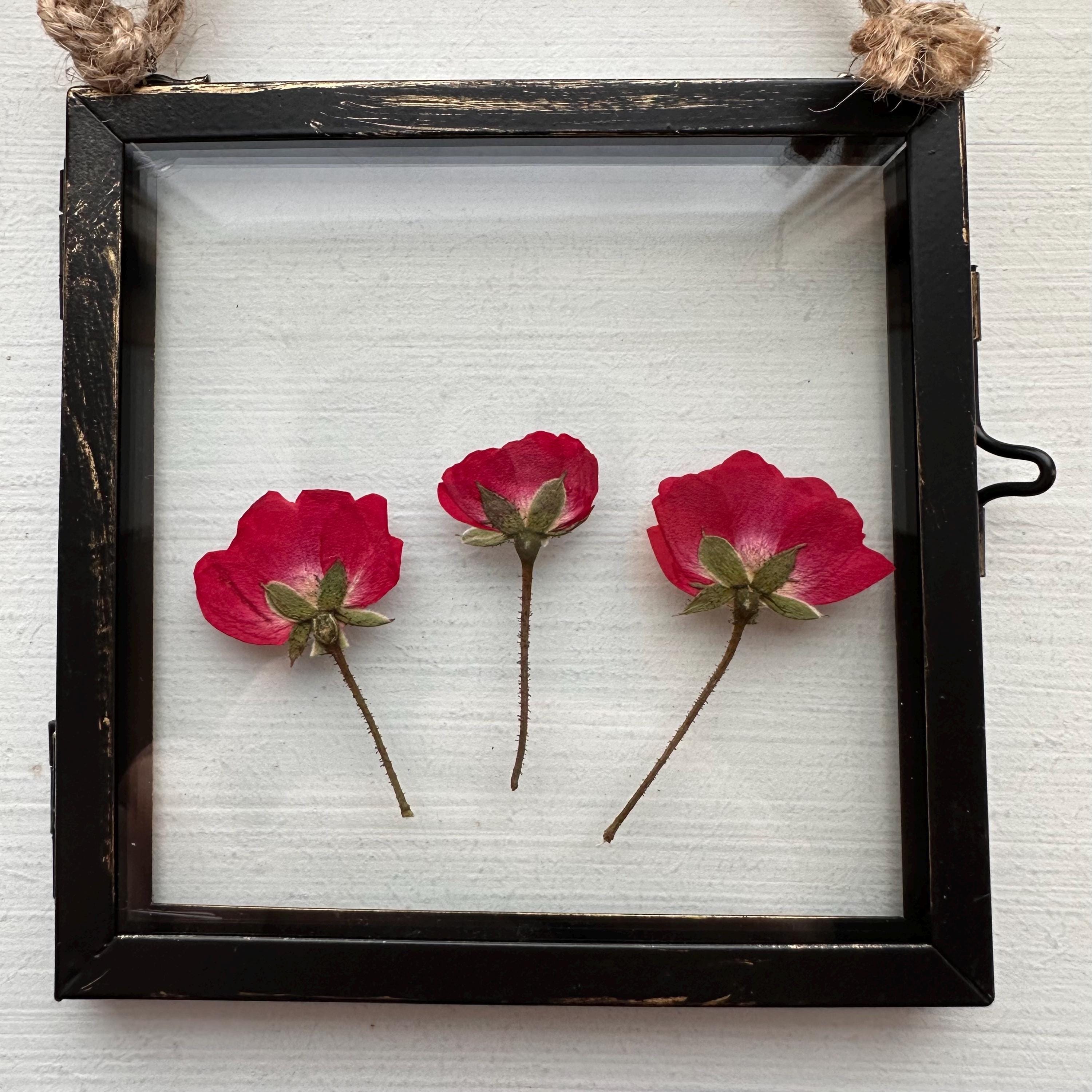 Real Pressed Roses Framed – Dried Flower Botanical Art in Rustic Black Frame (4” x 4”)