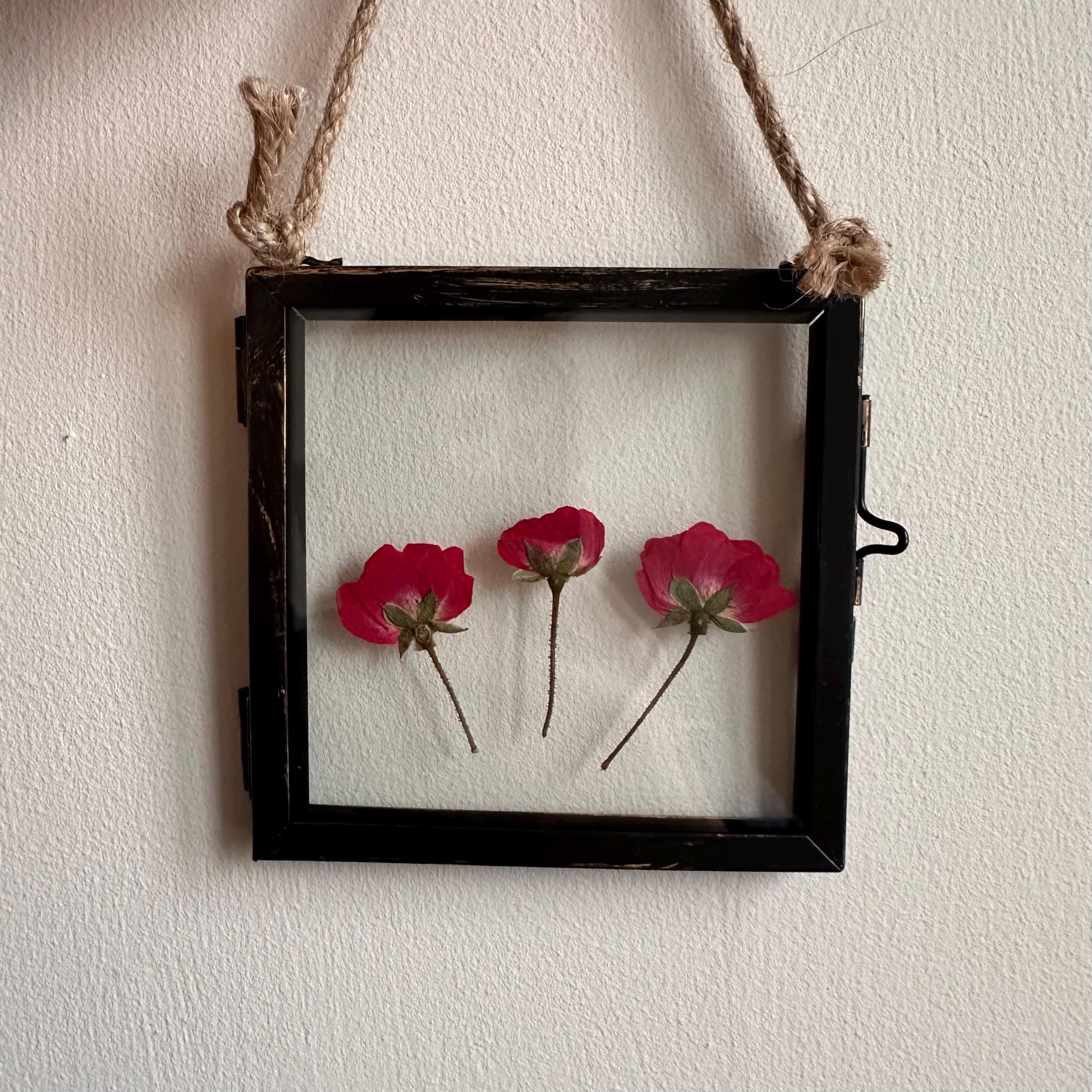 Real Pressed Roses Framed – Dried Flower Botanical Art in Rustic Black Frame (4” x 4”)