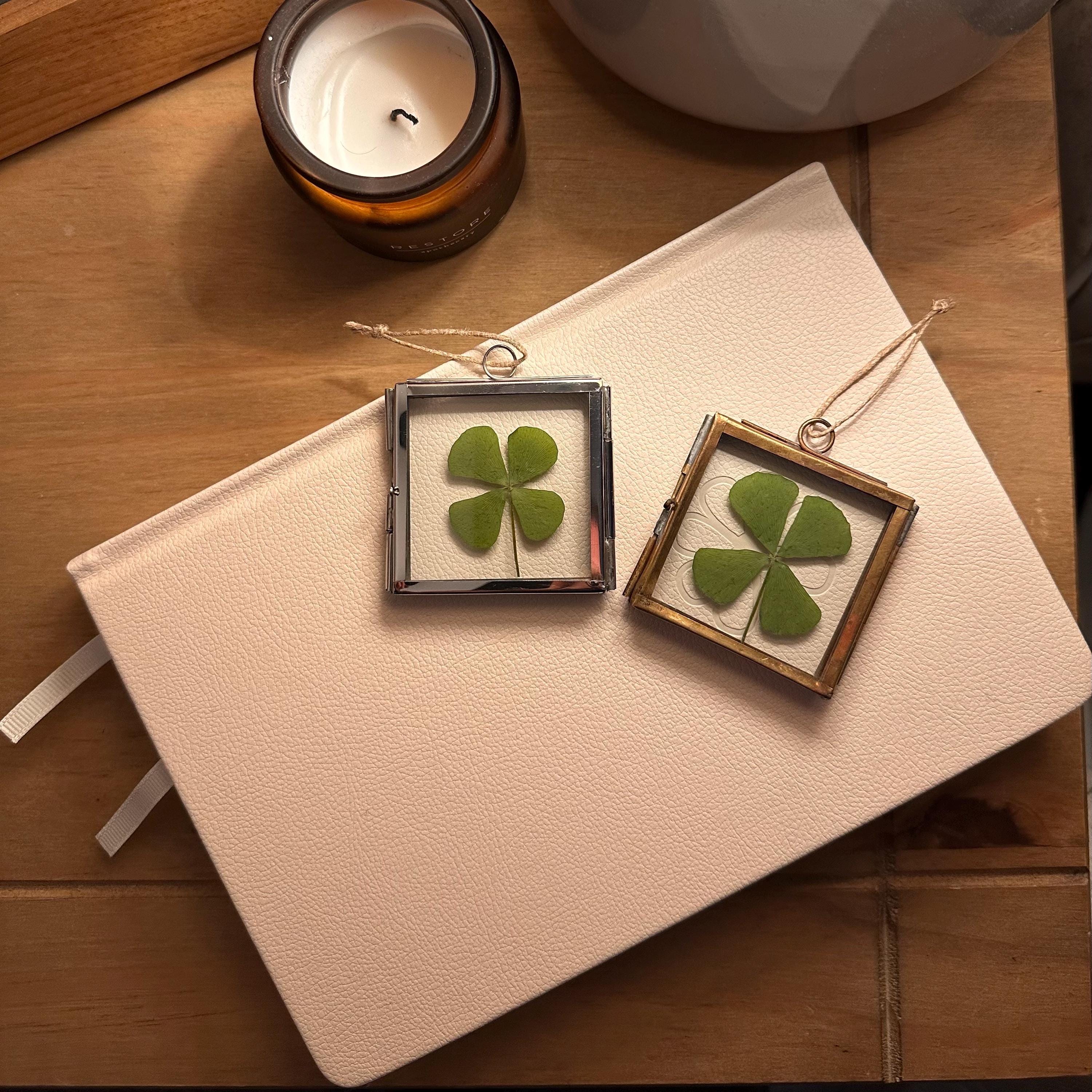 Framed Real Four Leaf Clover | Good Luck Charm, Botanical Gift
