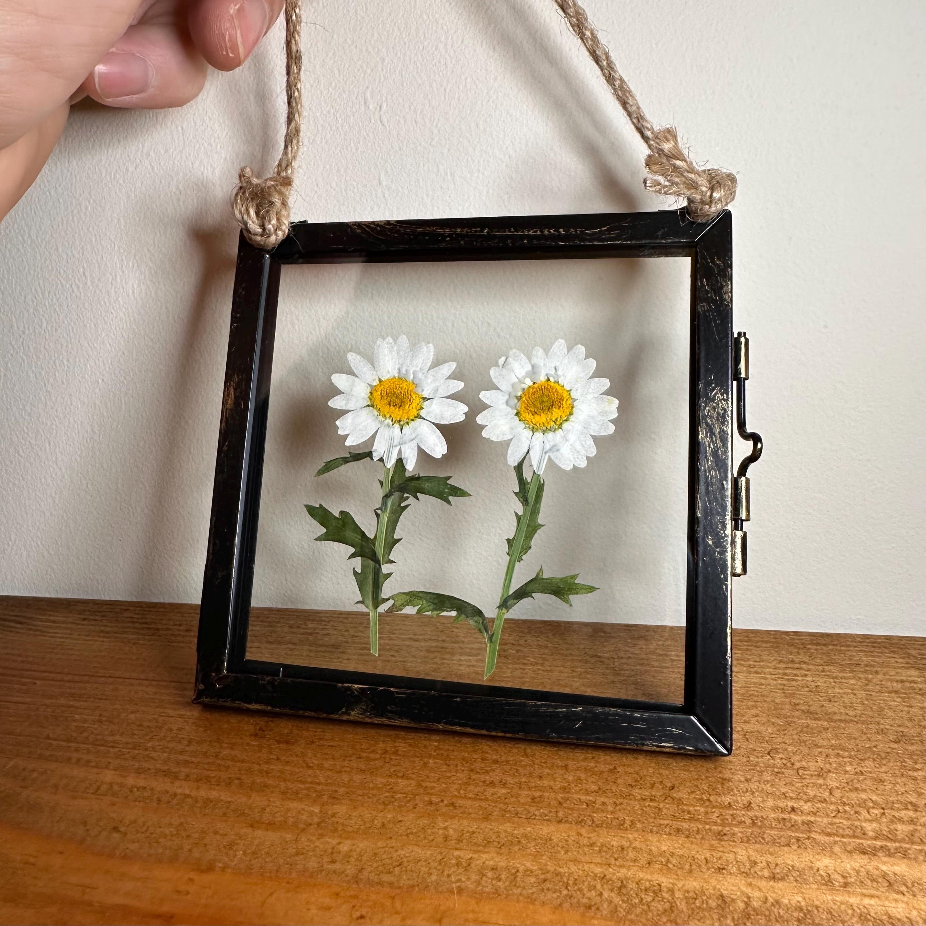 Real Pressed Daisies Framed, Dried Flower Botanical Art in Rustic Black Frame (4” x 4”)