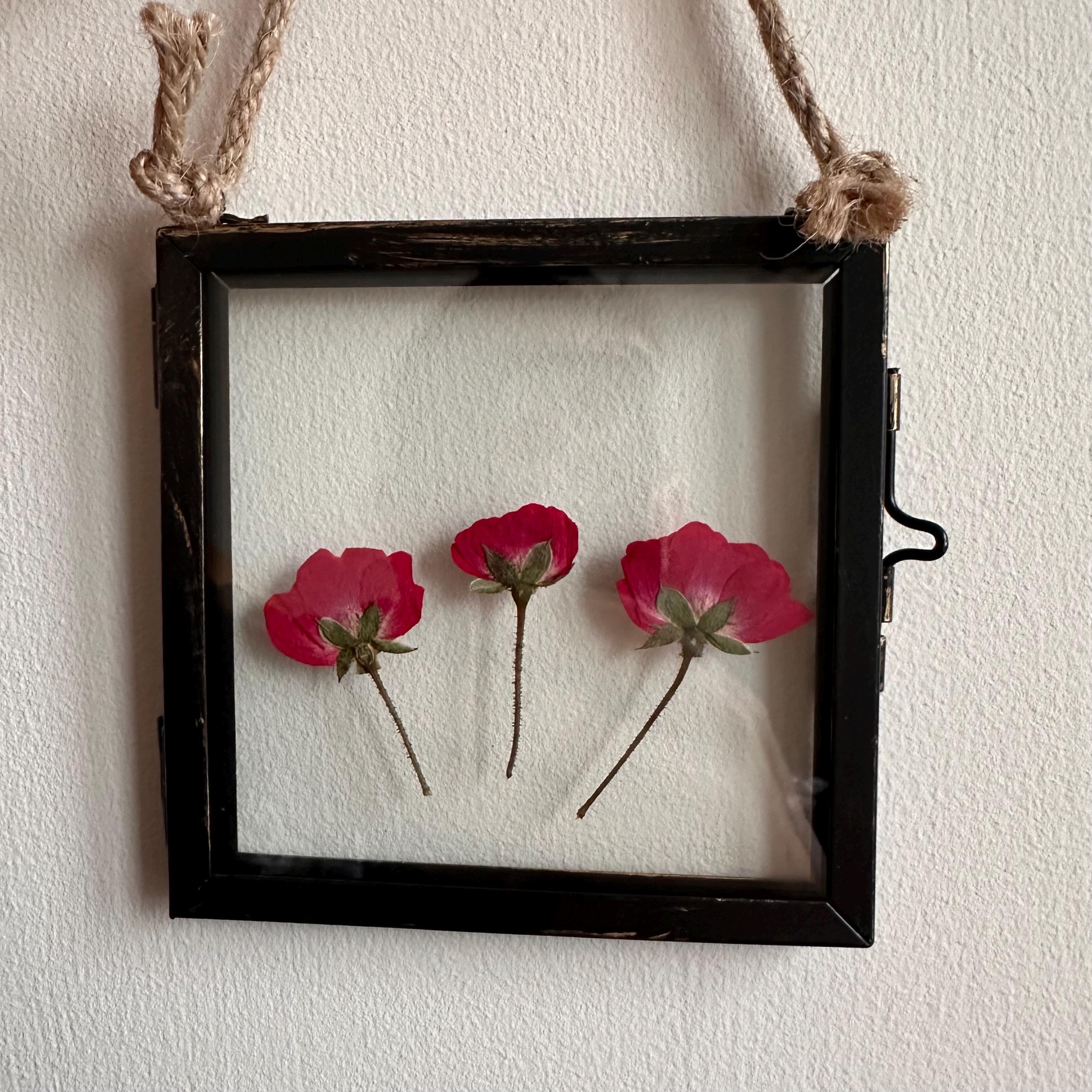 Real Pressed Roses Framed – Dried Flower Botanical Art in Rustic Black Frame (4” x 4”)