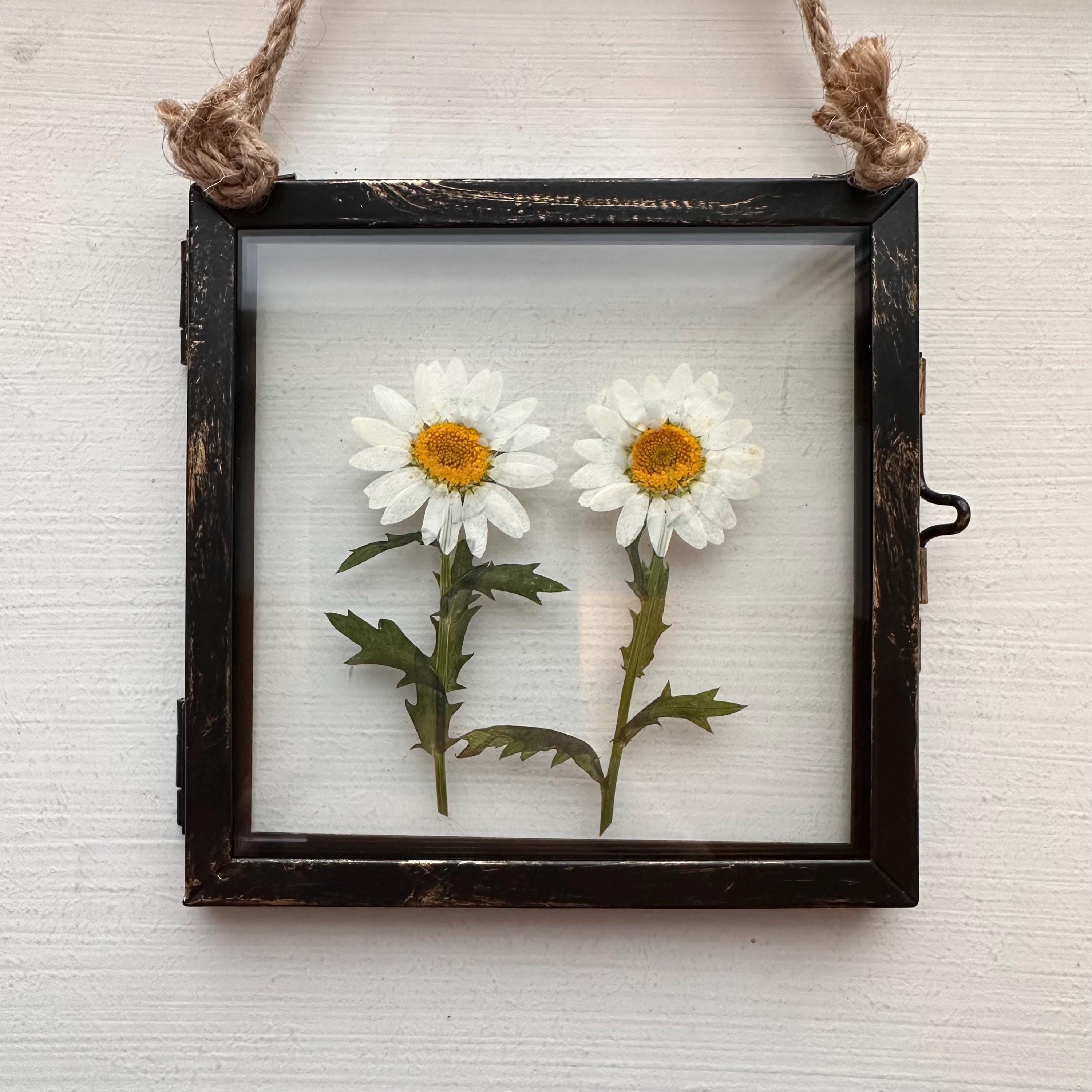 Real Pressed Daisies Framed, Dried Flower Botanical Art in Rustic Black Frame (4” x 4”)
