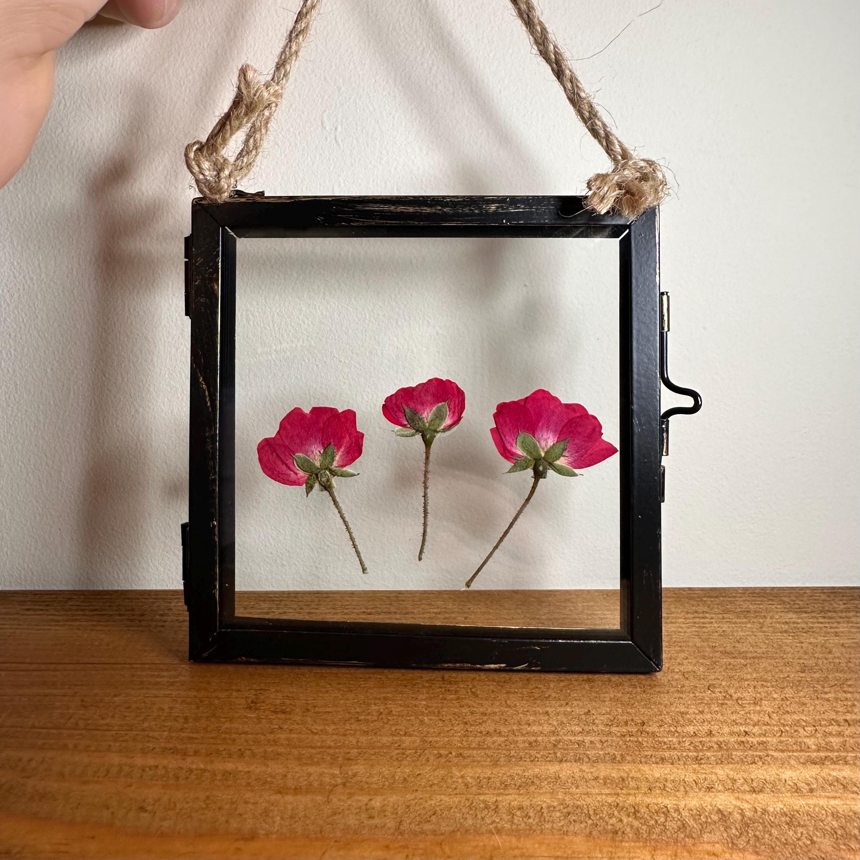 Real Pressed Roses Framed – Dried Flower Botanical Art in Rustic Black Frame (4” x 4”)