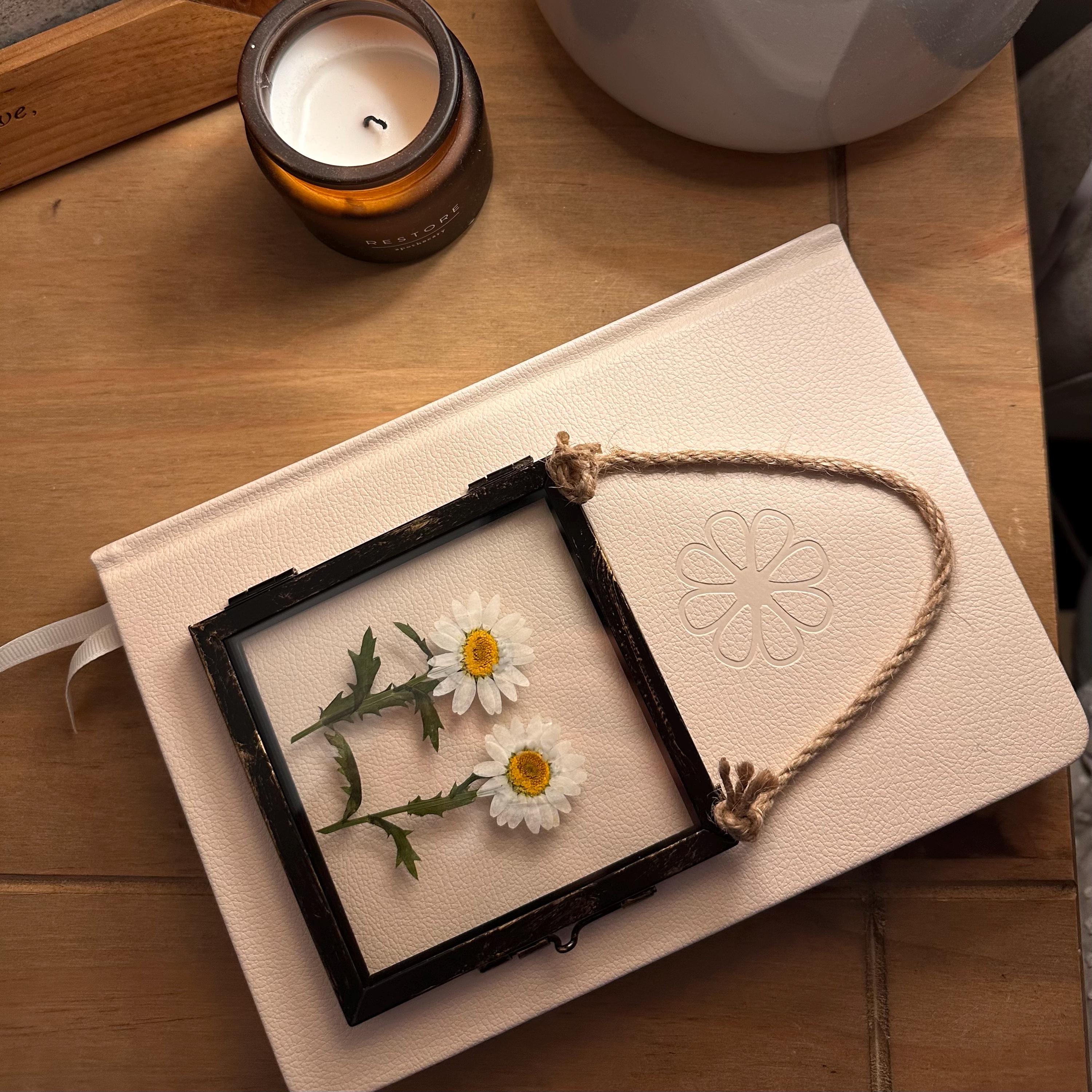 Real Pressed Daisies Framed, Dried Flower Botanical Art in Rustic Black Frame (4” x 4”)