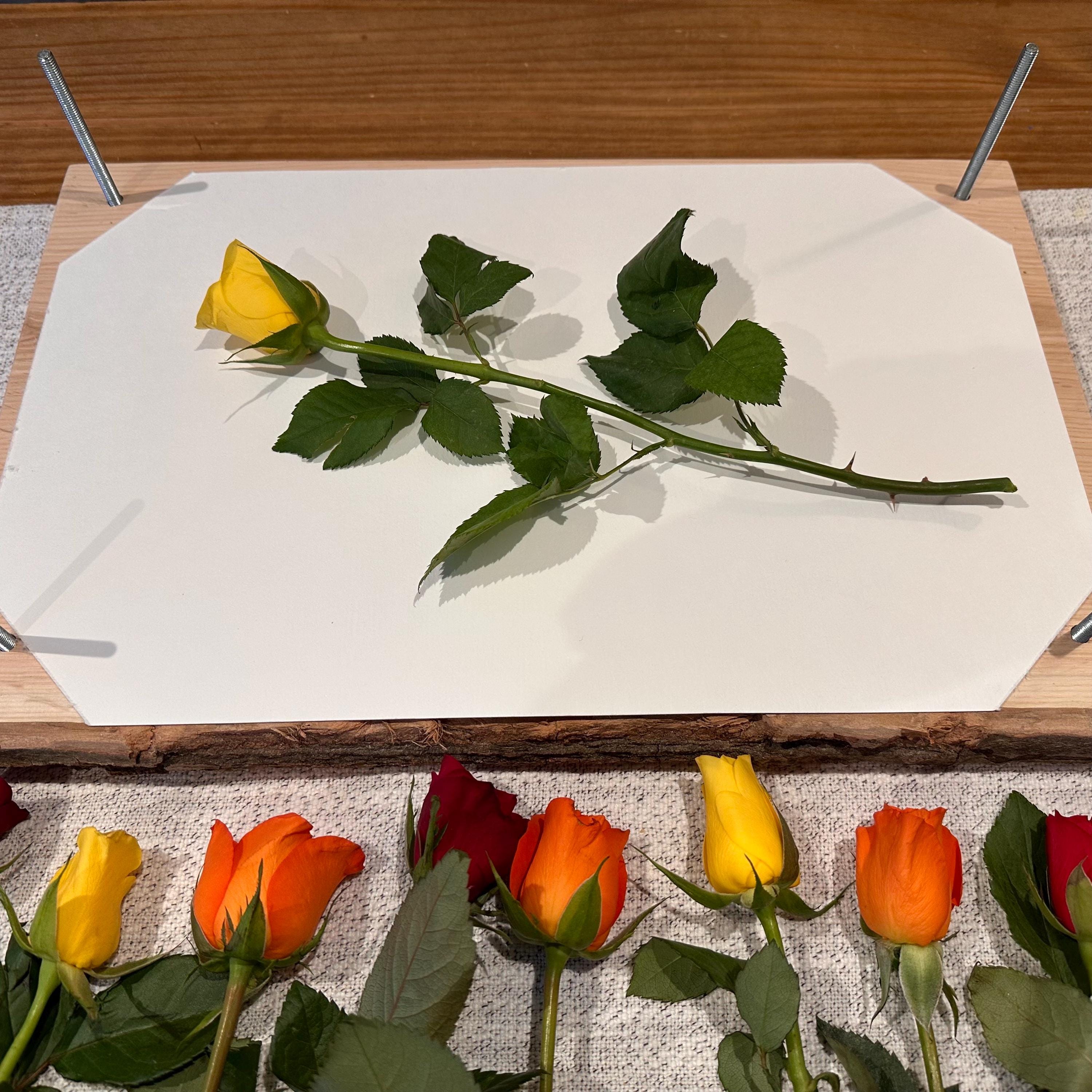 Solid Oak A3 Flower Press – Large Handmade Wooden Botanical Press for Preserving Flowers