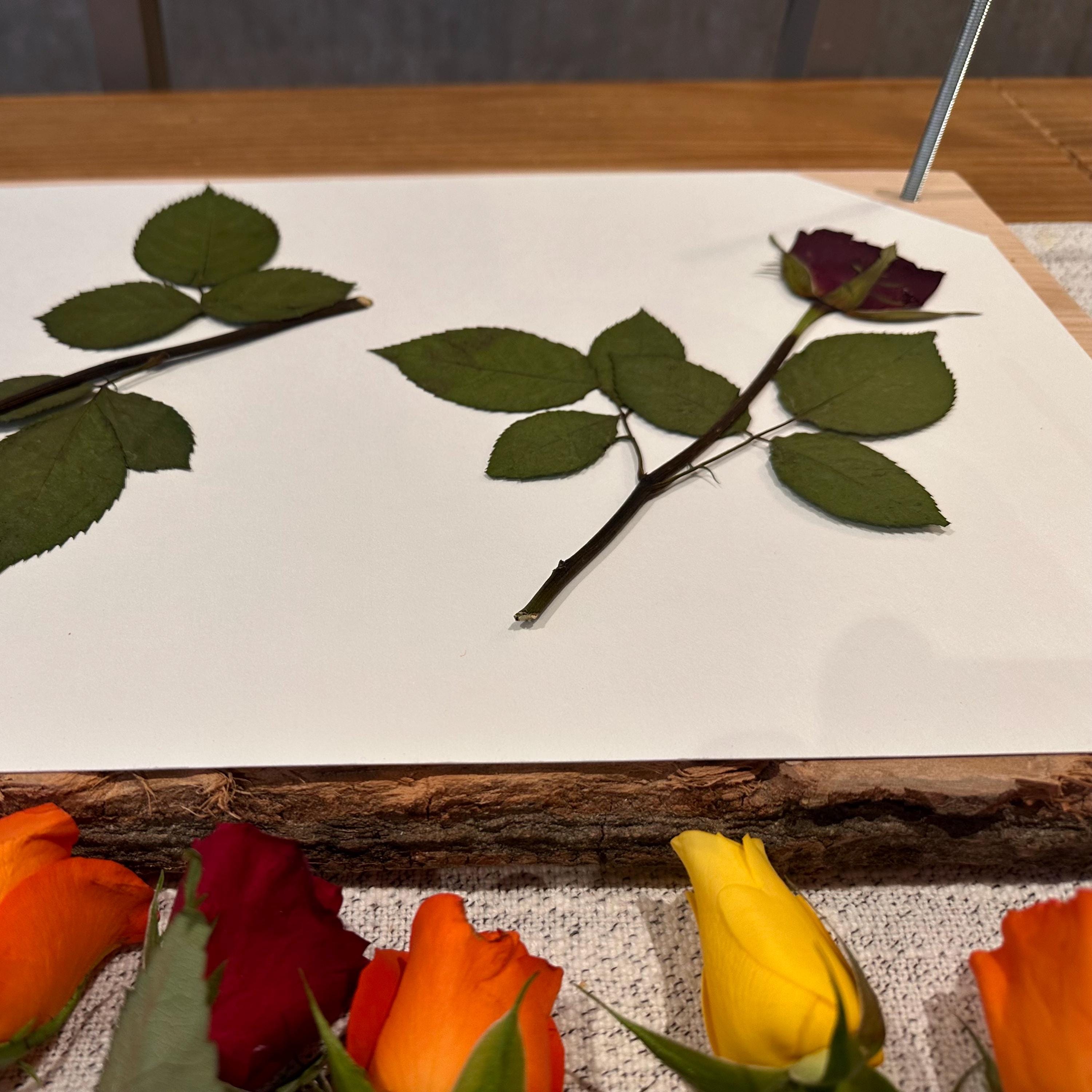 Solid Oak A3 Flower Press – Large Handmade Wooden Botanical Press for Preserving Flowers