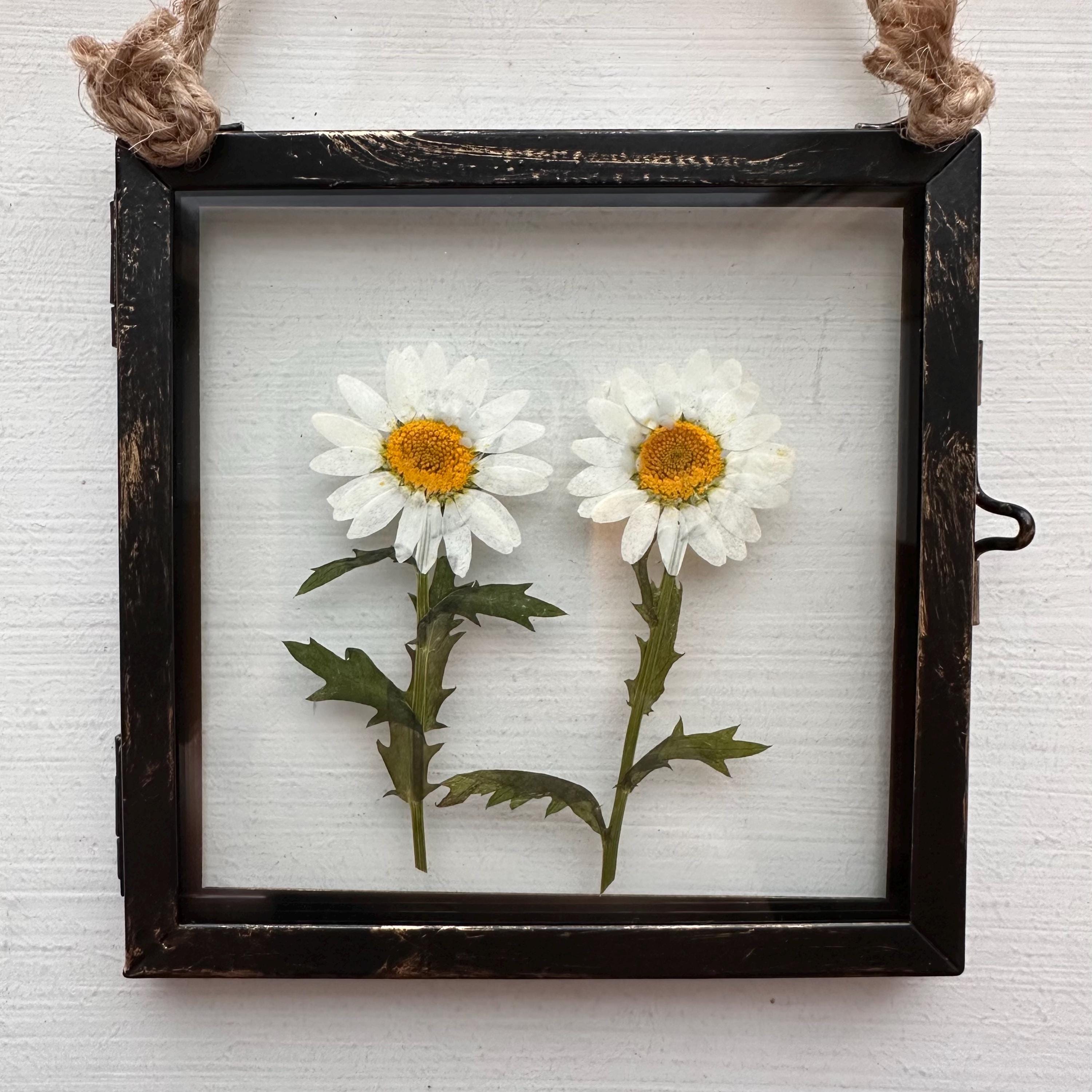 Real Pressed Daisies Framed, Dried Flower Botanical Art in Rustic Black Frame (4” x 4”)